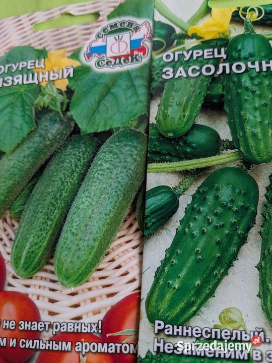 Ogórek Rosyjski Gruzin Kustowoj Palczik Nasiona Kraków