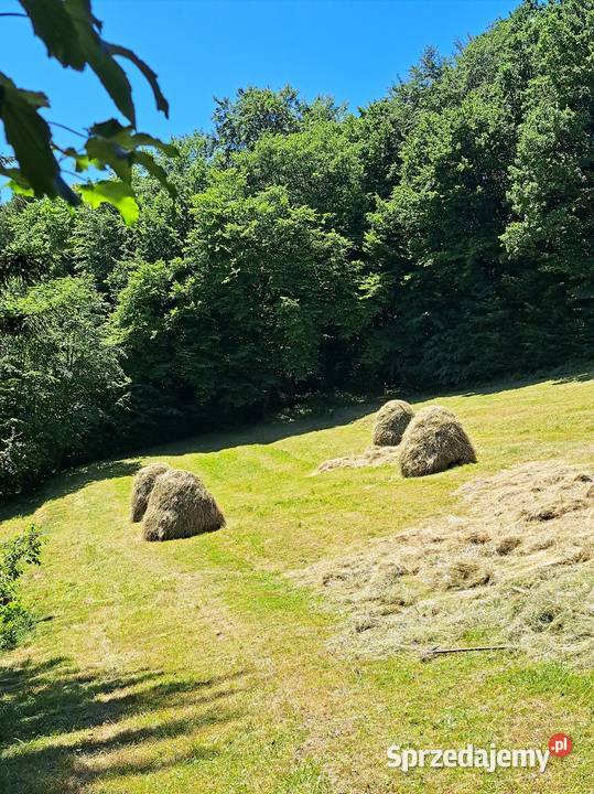 Sprzedam siano bale 50x70 Tymbark
