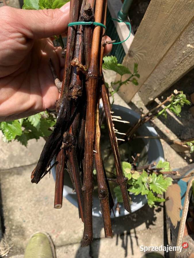 Sadzonki winogrona białe duże smaczne 5