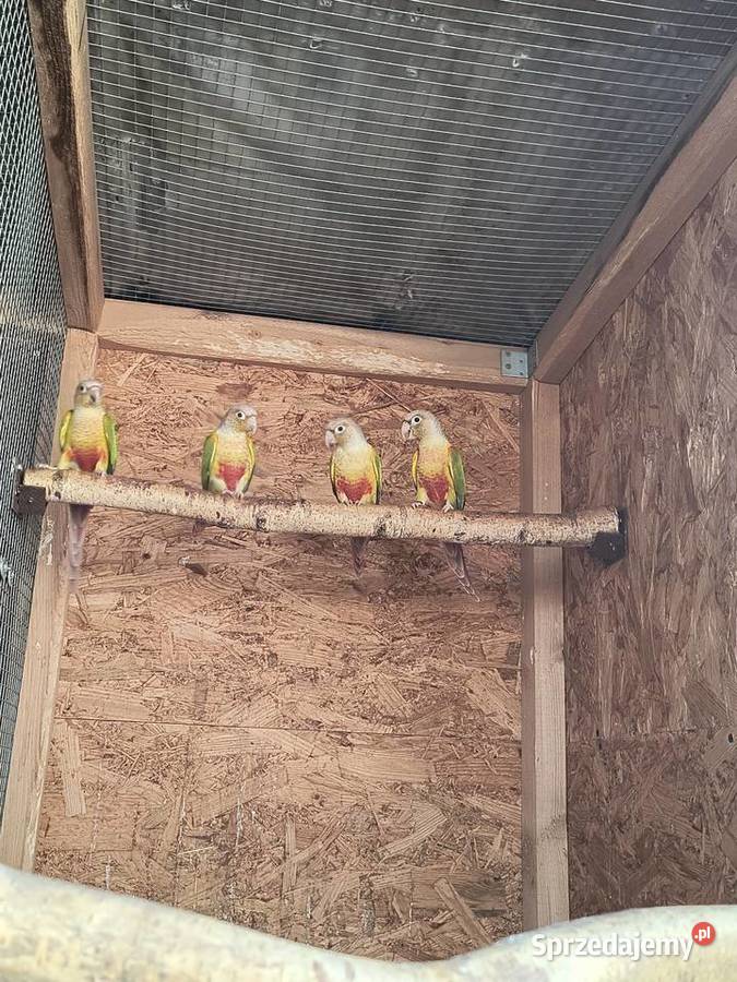 Rudosterki zielonolice śląskie Racibórz