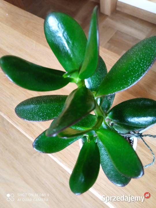 Żyworódki fiołki i inne kwiatki 10 Wyposażenie wnętrz