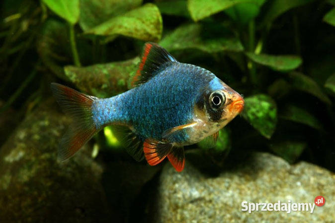 Rybki Brzanka sumatrzańska 3 z mojego akwarium Lubsko