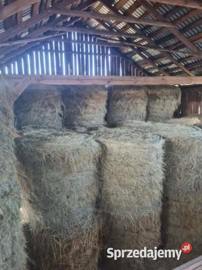 Siano w belach pogodne Łochów