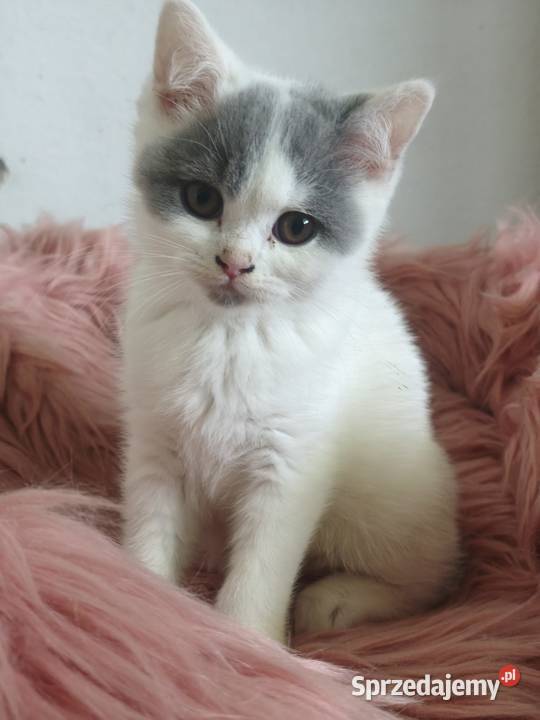 Brytyjski krótkowłosy Tarnów sprzedam