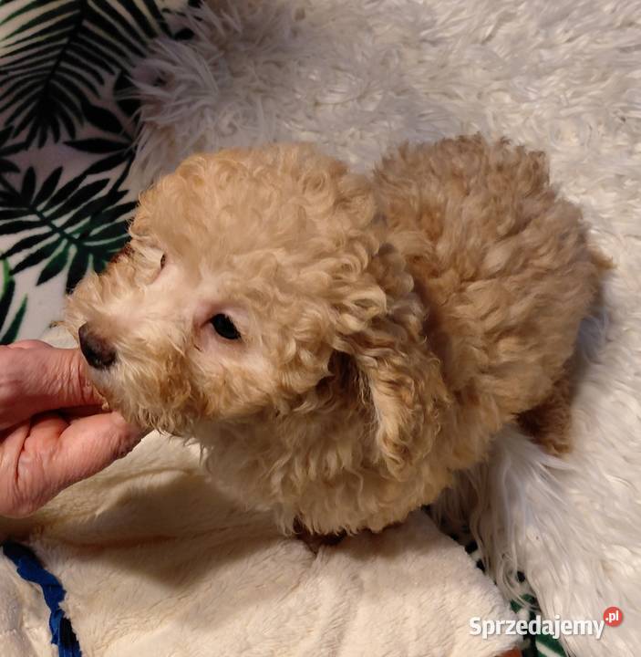 Pudel toy morelowy Wyszków sprzedam