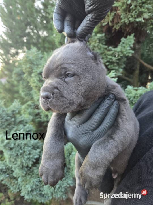 Bandog American Corso Tuczna sprzedam
