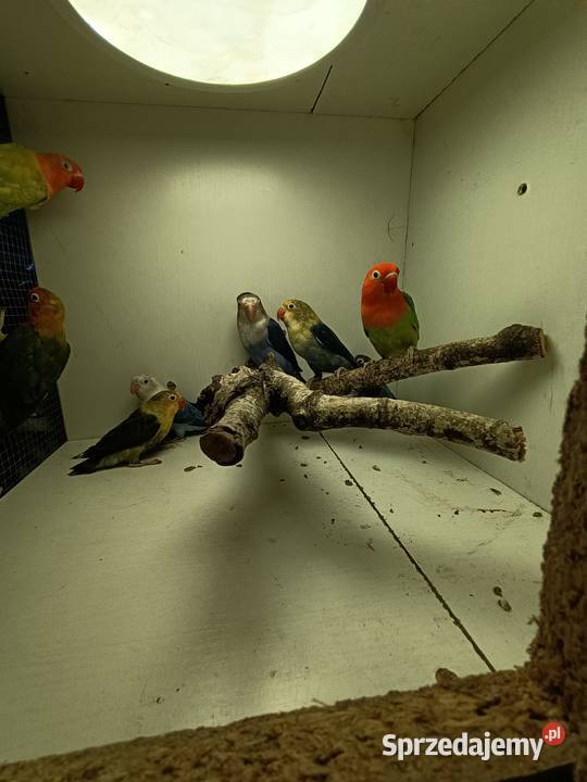 Nierozłączki czerwonoczelne mazowieckie Niecieplin sprzedam