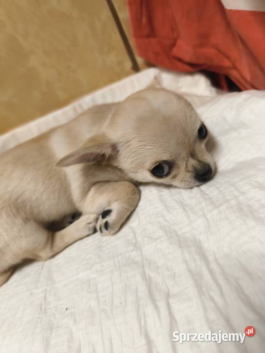 Sunia Chihuahua FCI Laskowice