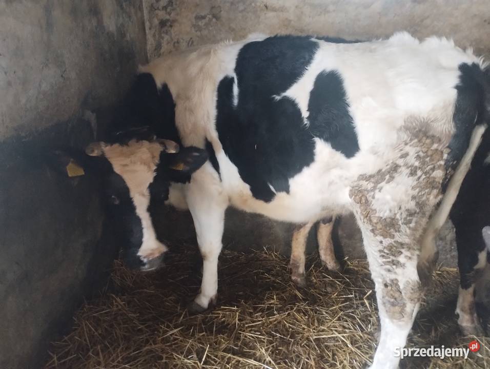 Jałówka cielna Baranów