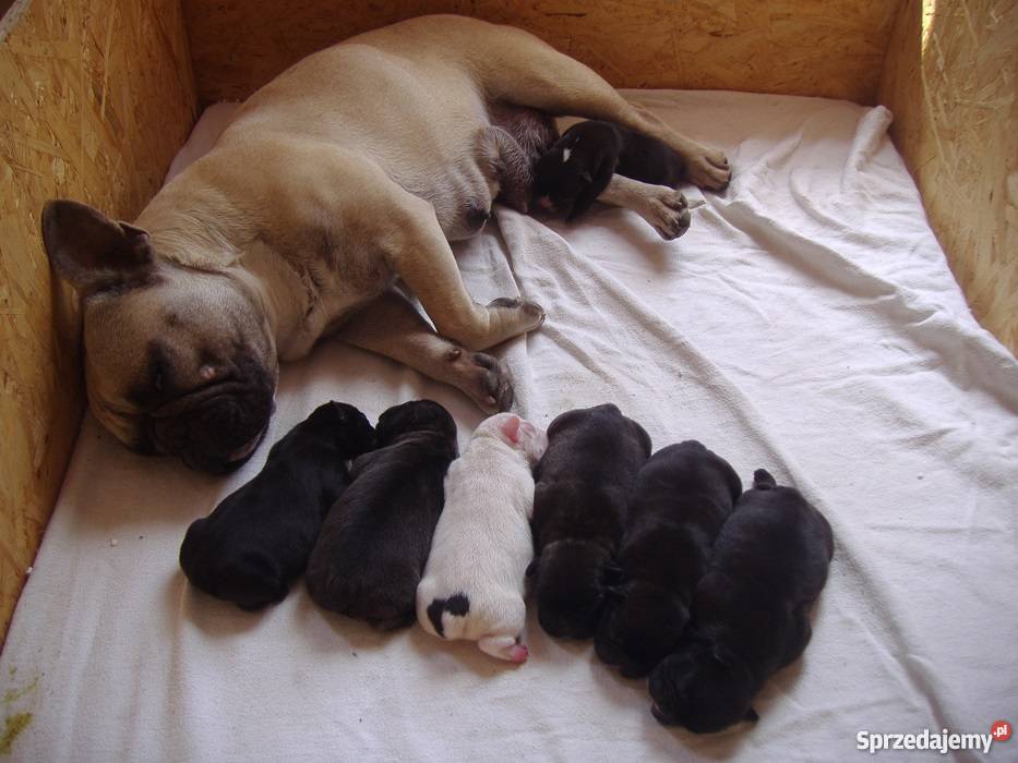 buldog francuski szczenięta ZACHODNIOPOMORSKIE Psy zachodniopomorskie Stargard Szczeciński sprzedam
