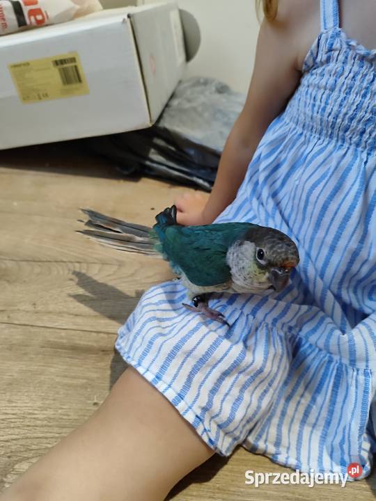 Papugi ręcznie karmione Kraków