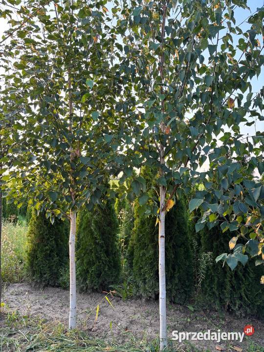 Brzoza pożyteczna Doorenbos wys 300 obwód 8 16 Sompolno