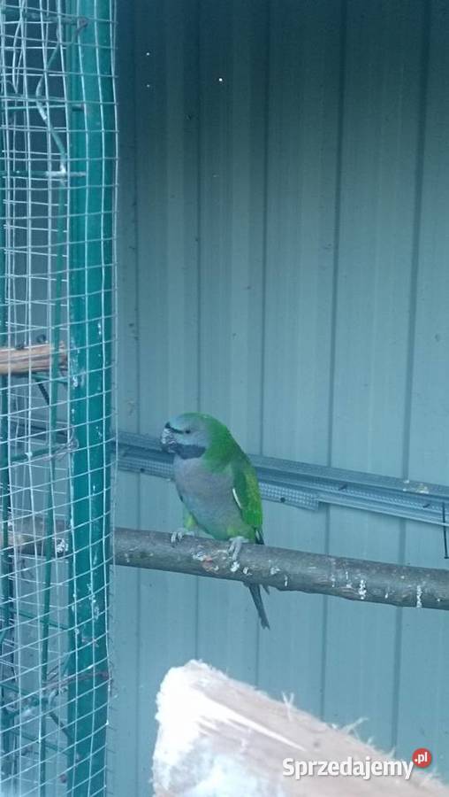 Aleksandretta Wieki i Chińska Zator sprzedam