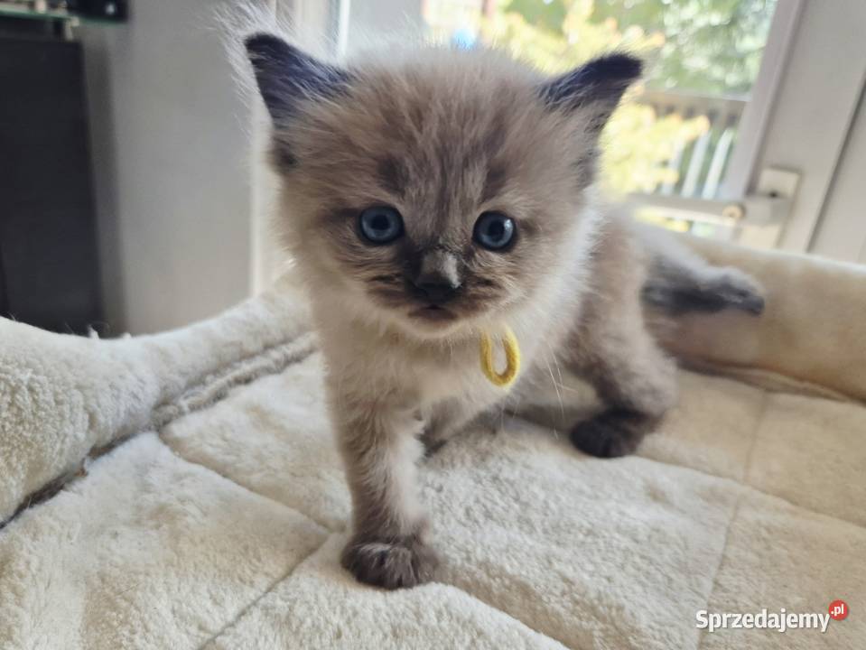 Kocięta Ragdoll mink czyli Cherubim Kraków