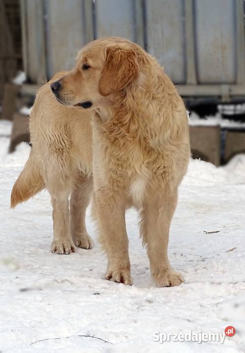Golden retriever 8 miesięczne mazowieckie