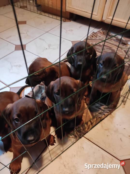 Posokowce bawarskie szczenięta rodowodowe FCI