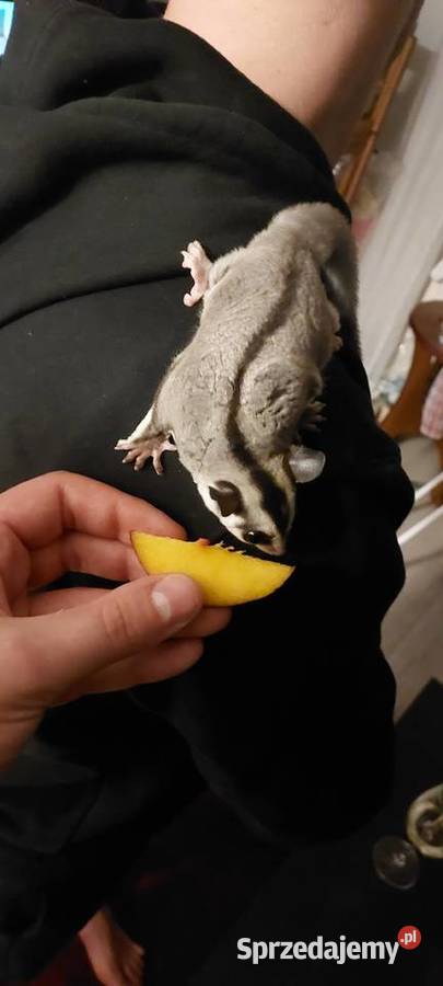 Lotopałanka karłowata wielkopolskie Poznań