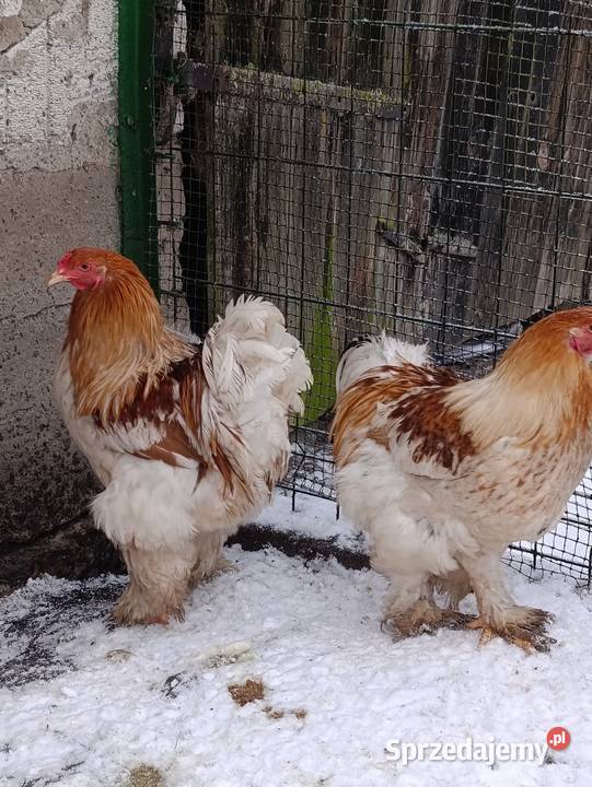 Brahma olbrzymia koguty Drób i ptactwo Więcbork