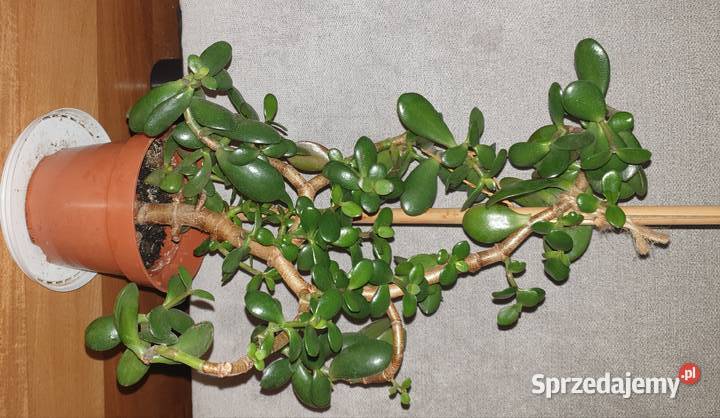 Grubosz crassula ovata drzewko szczęścia 3