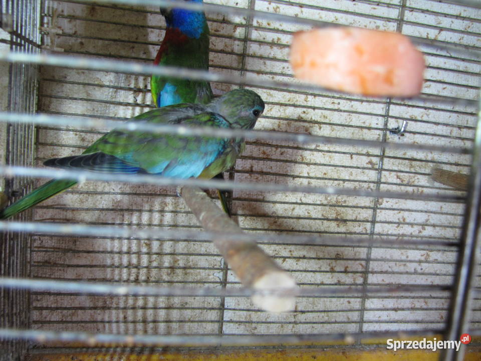 Łąkówki wspaniałe Toruń