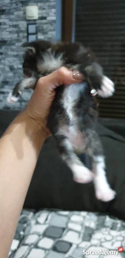 Maine Coon Krotoszyn