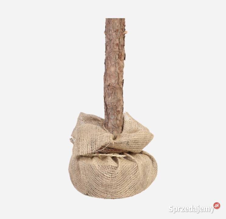 Nowa Oryginalna Choinka KRIS na pniu 150 Polski Cieszyn