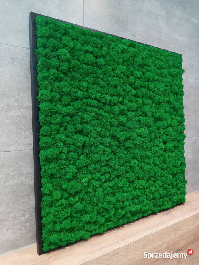 Obraz Mech Chrobotek Rama Czarna 120x40 Częstochowa