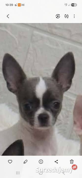 Sprzedam samca chihuahua Chihuahua Kijaszkowo