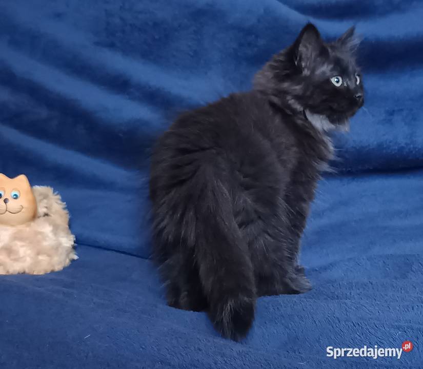 Koty Syberyjskie LUKSUS ZKolakowegoDomu wielkopolskie