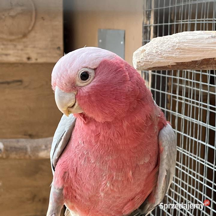 Kakadu Różowe szczepiące na Lutino Sztum