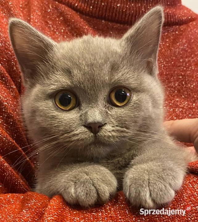 Kotki brytyjskie krótkowłose Brytyjski Legnica sprzedam
