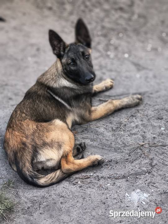 Owczarki belgijskie Lublin