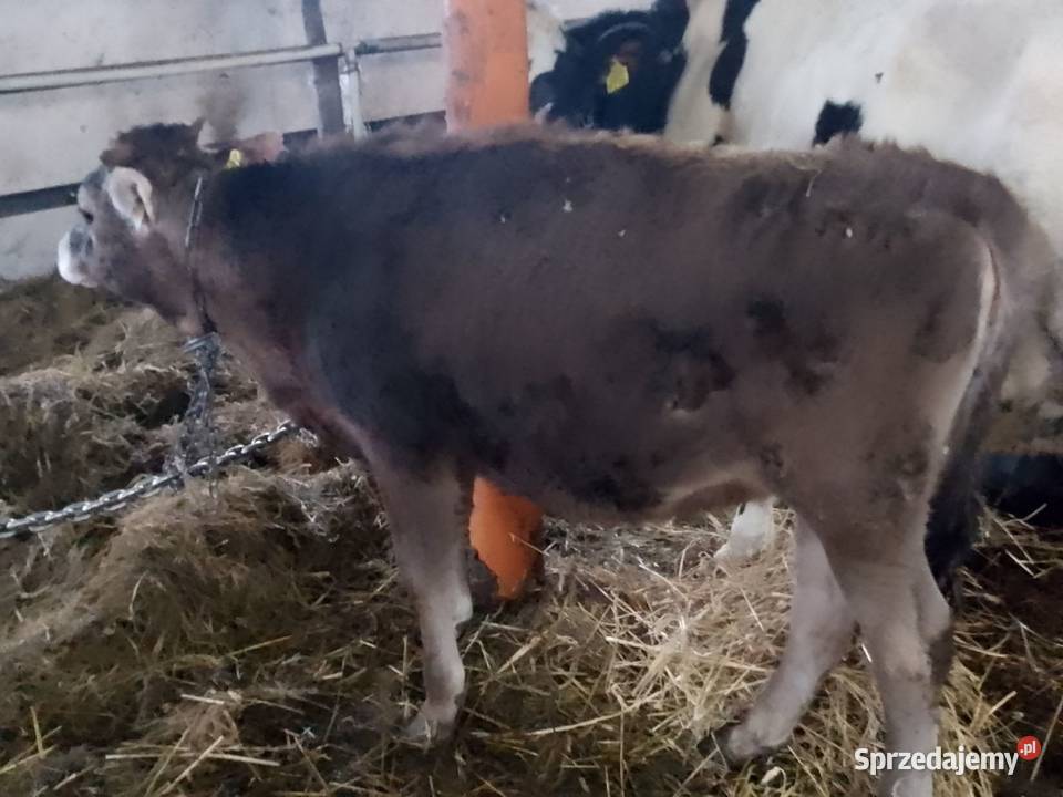 Jałowka jershey warmińsko-mazurskie Wilkasy sprzedam