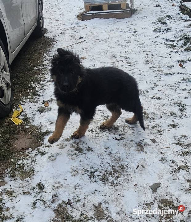 Szczeniaczki Rasy Owczarek Niemiecki długowłosy Niemodlin