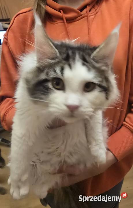 Kocięta mix Maine Coon i Ragdoll
