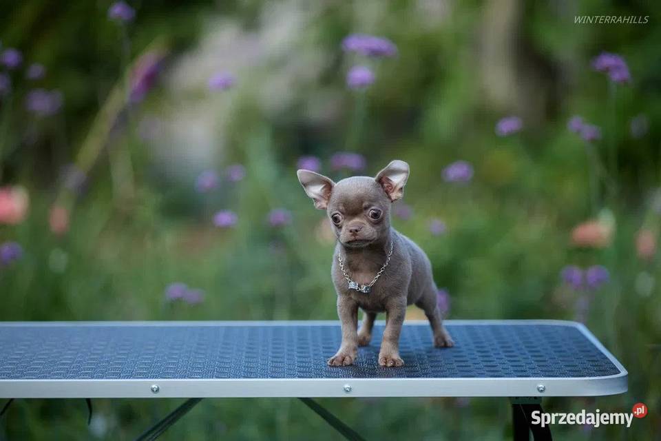 Szczeniak chihuahua sprzedam