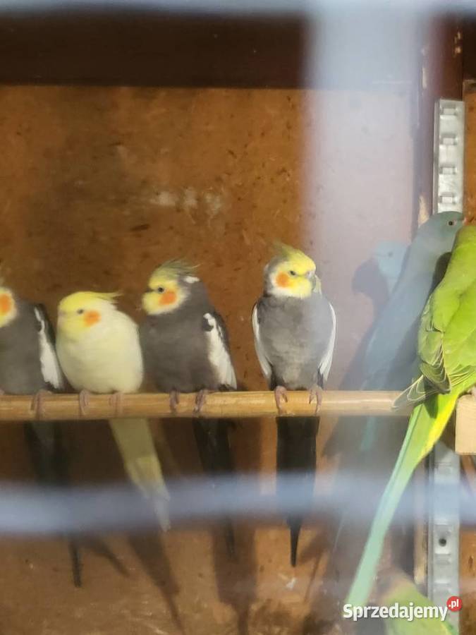 Papugi nimfy młodziutkie dolnośląskie Wrocław sprzedam