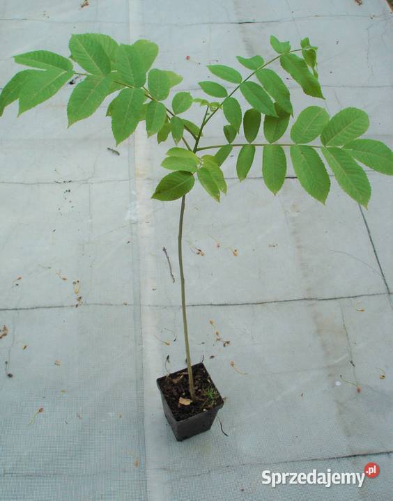 Orzech czarny sadzonki w doniczkachi