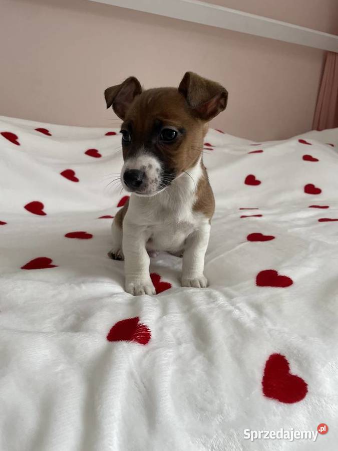 Jack Russell Terrier szczeniaczki Częstochowa