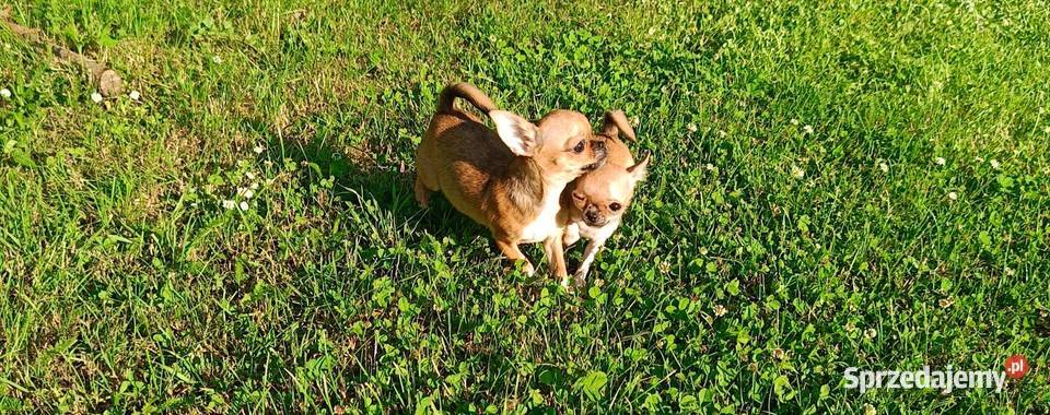 Przepiękna Laleczka Chihuahua Gotowa Do Odbioru Ciszkowo