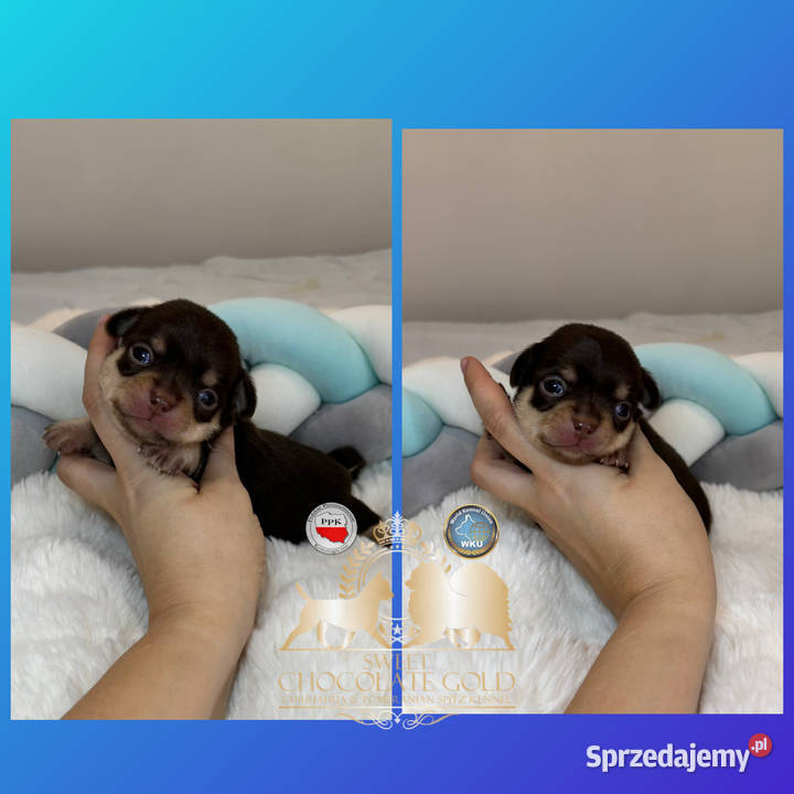 Chihuahua piesek krótkowłosy Choco Tan badania łódzkie