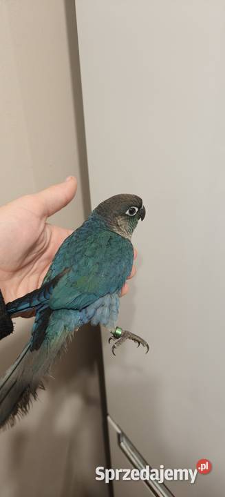 Papugi ręcznie karmione Kraków