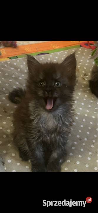 Maine coon dymny Maine Coon Grudziądz