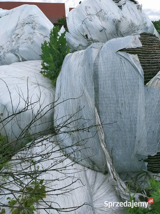 Siano słoma Sianokiszonka na podściał Pace