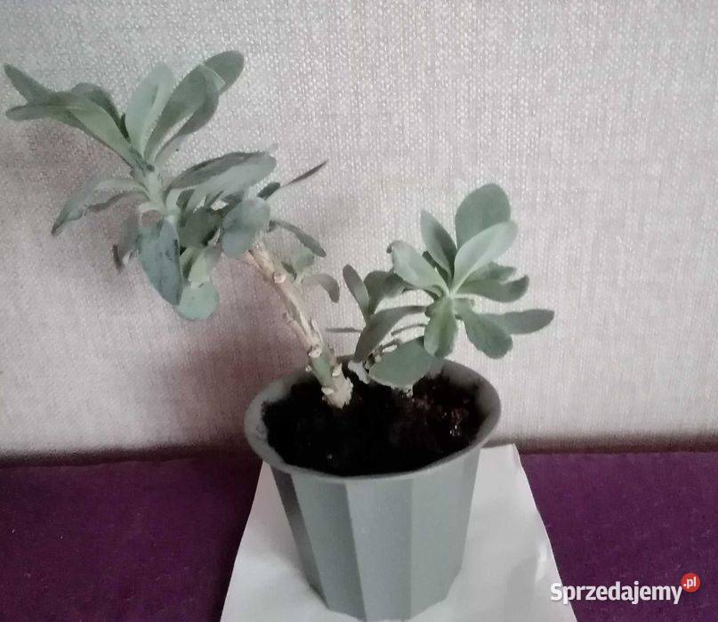 Himalaya senecio cephalaphorus roślina łódzkie