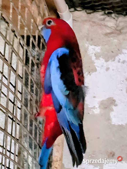 Rozella królewska i białolica Czerwionka-Leszczyny sprzedam