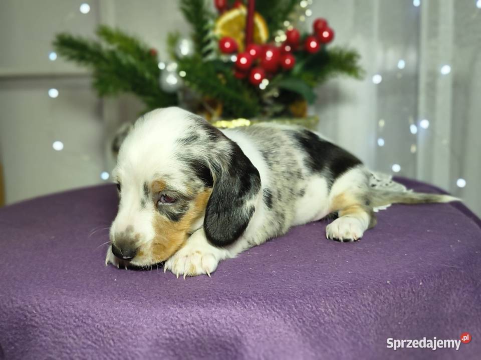 Jamnik suczka Jamnik