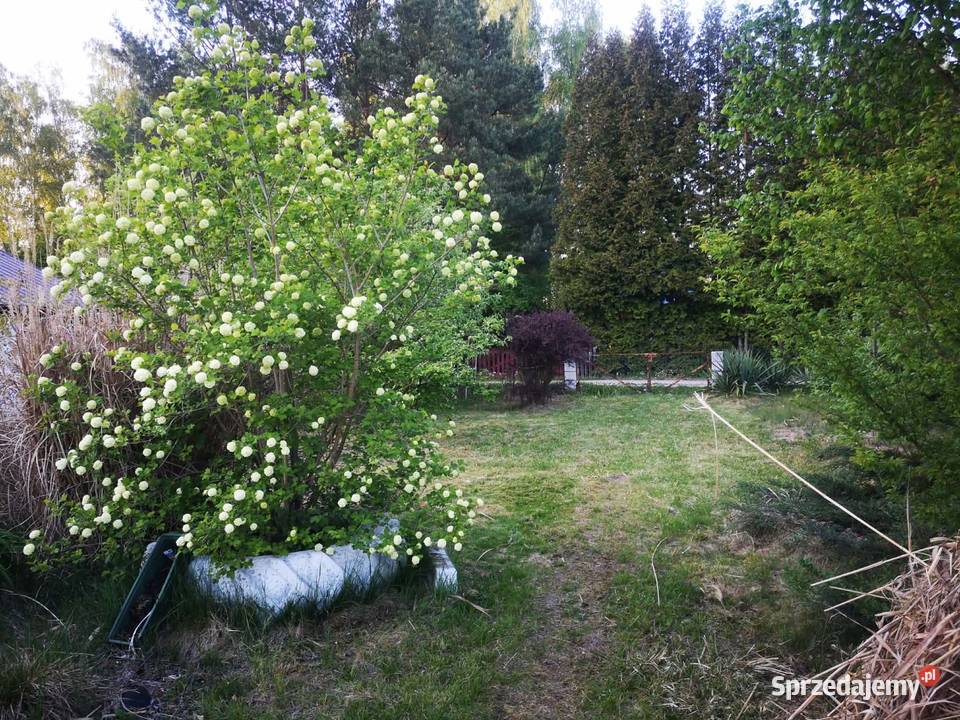 Działki ROD Grochowa nieopodal Piaseczna mazowieckie