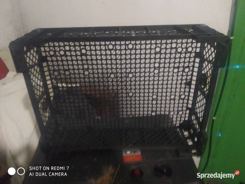 Skrzynki plastikowe na pieczarki pomorskie