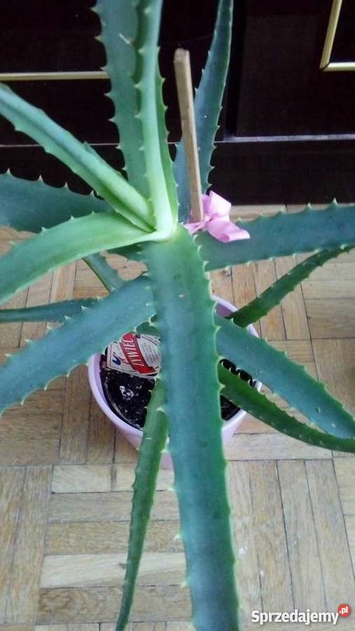 Aloes roślina doniczkowa dekoracyjna i zdrowotna odcienie zieleni Dekoracje i ozdoby Dom i Ogród mazowieckie